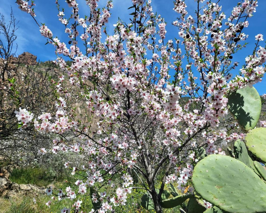 Casa Rural Los Pinares El Juncal De Tejeda Dış mekan fotoğraf