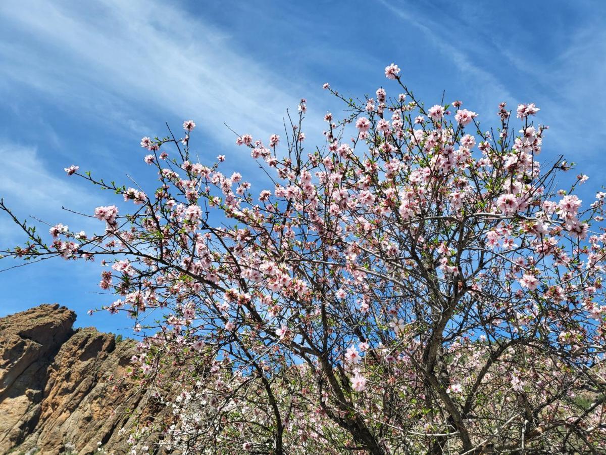 Casa Rural Los Pinares El Juncal De Tejeda Dış mekan fotoğraf