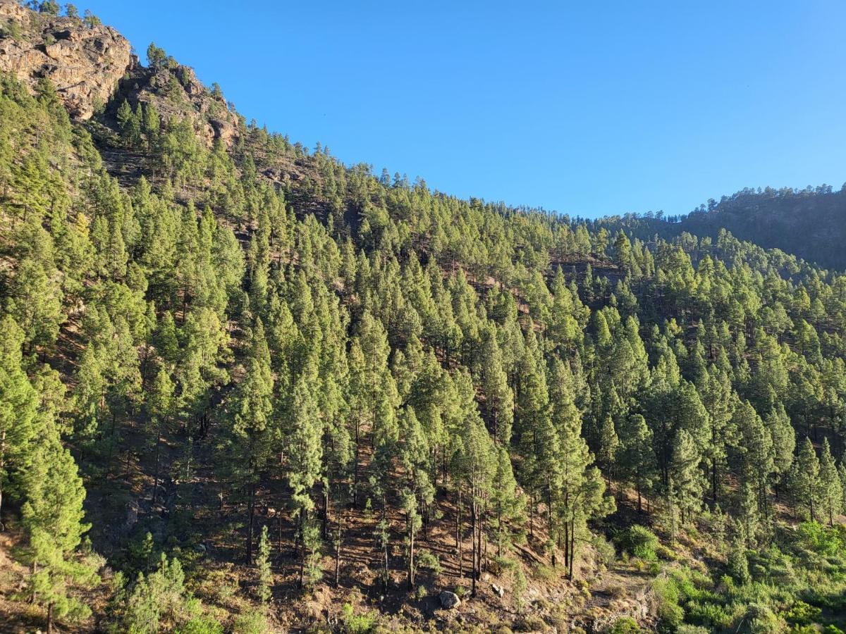 Casa Rural Los Pinares El Juncal De Tejeda Dış mekan fotoğraf